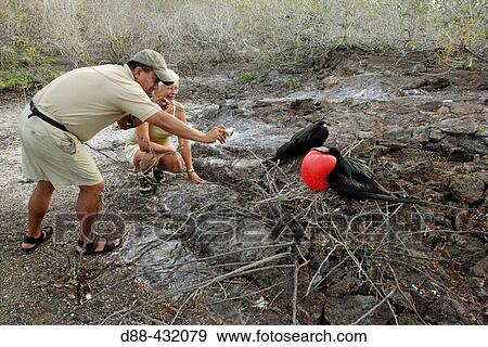 Great Frigatebird (Fregata minor). Genovesa (Tower) island, Galapagos Islands, Ecuador View Large Photo Image Stock Photo - Great Frigatebird (Fregata minor). Genovesa (Tower) island, Galapagos Islands, Ecuador. Fotosearch