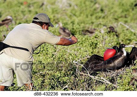 Great Frigatebird (Fregata minor). Genovesa (Tower) island, Galapagos Islands, Ecuador View Large Photo Image Stock Photograph - Great Frigatebird (Fregata minor). Genovesa (Tower) island, Galapagos Islands, Ecuador. Fotosearch
