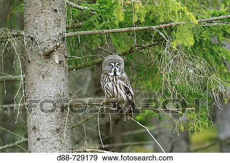 Great Gray Owl (Strix nebulosa), male View Large Photo Image Stock Photo - Great Gray Owl (Strix nebulosa), male. Fotosearch