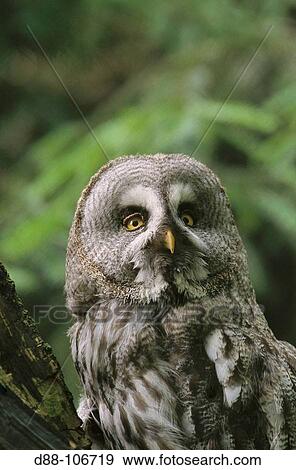 Great Gray Owl (Strix nebulosa lapponica) View Large Photo Image Stock Photo - Great Gray Owl (Strix nebulosa lapponica). Fotosearch
