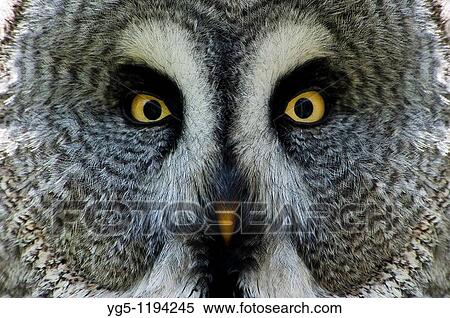 Stock Photography - Great Grey Owl or Lapland Owl, Portrait, Strix nebulosa. Fotosearch