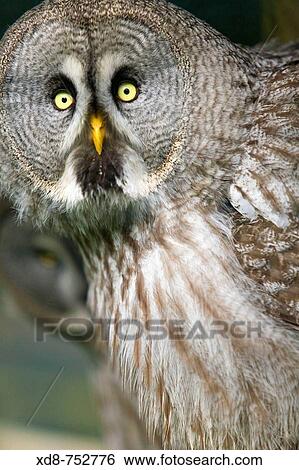Great Grey Owl or Lapland Owl (Strix nebulosa) View Large Photo Image Stock Photograph - Great Grey Owl or Lapland Owl (Strix nebulosa). Fotosearch