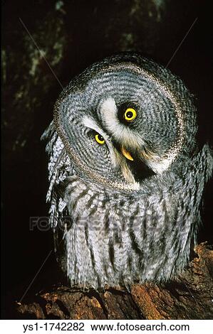 Great Grey Owl, strix nebulosa, Adult with Funny Face View Large Photo Image Stock Image - Great Grey Owl, strix nebulosa, Adult with Funny Face. Fotosearch