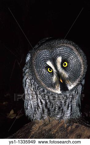 GREAT GREY OWL strix nebulosa, ADULT, CANADA View Large Photo Image Stock Photo - GREAT GREY OWL strix nebulosa, ADULT, CANADA. Fotosearch