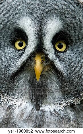 GREAT GREY OWL strix nebulosa, Europe View Large Photo Image Stock Image - GREAT GREY OWL strix nebulosa, Europe. Fotosearch