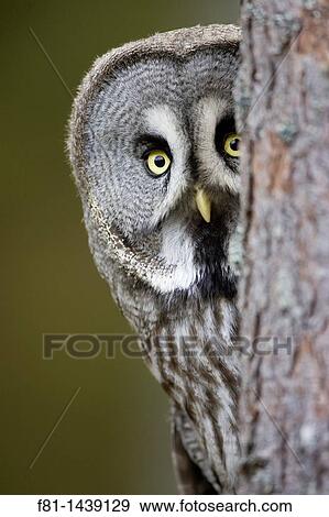 Great grey owl Strix nebulosa peering around tree captive-bred February 2007 View Large Photo Image Stock Photo - Great grey owl Strix nebulosa peering around tree captive-bred February 2007. Fotosearch
