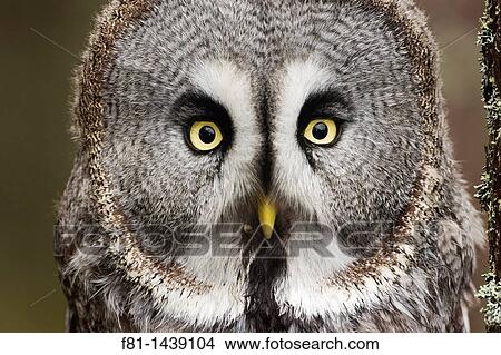 Great grey owl Strix nebulosa perched in pine forest controlled conditions Scotland February View Large Photo Image Picture - Great grey owl Strix nebulosa perched in pine forest controlled conditions Scotland February. Fotosearch
