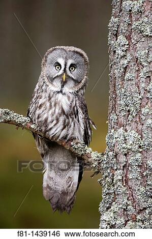 Great grey owl Strix nebulosa perched in pine forest controlled conditions Scotland February View Large Photo Image Stock Photograph - Great grey owl Strix nebulosa perched in pine forest controlled conditions Scotland February. Fotosearch