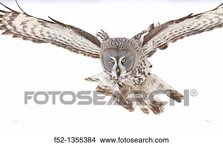 Great Grey Owl (Strix nebulosa) View Large Photo Image Picture - Great Grey Owl (Strix nebulosa). Fotosearch