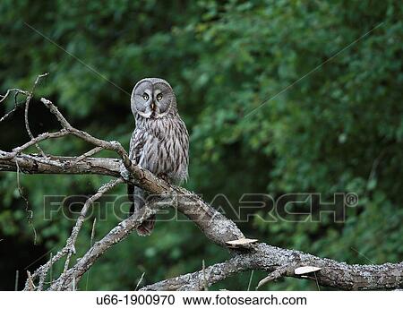 Great Grey Owl, Strix nebulosa, Botkyrka, Sweden. View Large Photo Image Stock Image - Great Grey Owl, Strix nebulosa, Botkyrka, Sweden.. Fotosearch