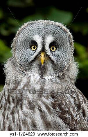 Stock Image - Great Grey Owl, strix nebulosa, Portrait of Adult. Fotosearch