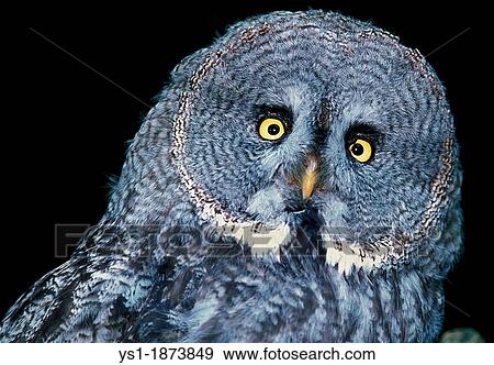 Great Grey Owl, strix nebulosa, Portrait of Adult View Large Photo Image Stock Photo - Great Grey Owl, strix nebulosa, Portrait of Adult. Fotosearch