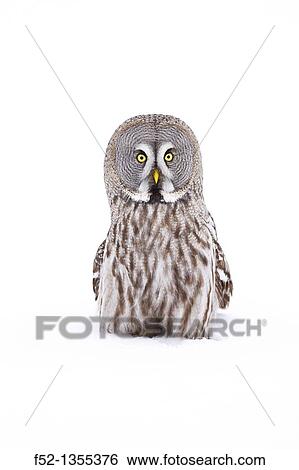 Great Grey Owl (Strix nebulosa) View Large Photo Image Stock Photograph - Great Grey Owl (Strix nebulosa). Fotosearch