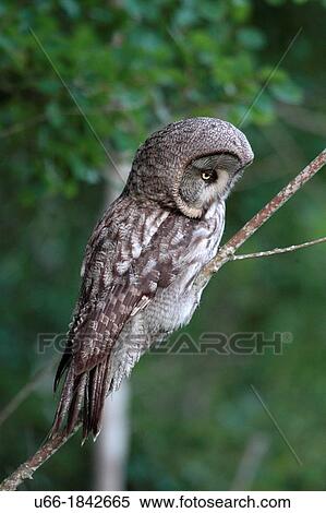 Great grey owl Strix nebulosa Stockholm Sweden. View Large Photo Image Stock Photography - Great grey owl Strix nebulosa Stockholm Sweden.. Fotosearch