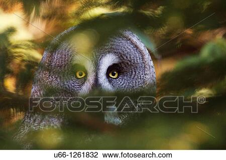 Great grey Owl Strix nebulosa V? rland Sweden. View Large Photo Image Stock Image - Great grey Owl Strix nebulosa V? rland Sweden.. Fotosearch
