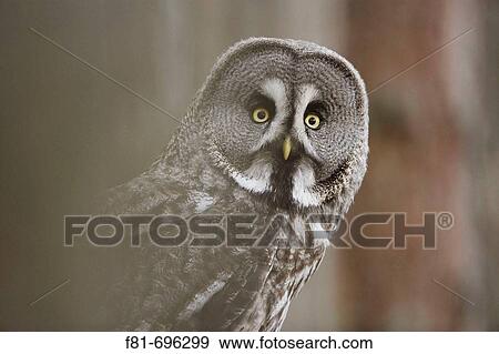Great Grey Owl Strix uralensis close-up of adult in pine forest captive-bred bird View Large Photo Image Stock Photo - Great Grey Owl Strix uralensis close-up of adult in pine forest captive-bred bird. Fotosearch
