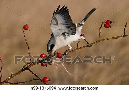 Great grey shrike Lanius excubitor, with captured mouse in hedge rose, rose hips, Bavaria, Germany View Large Photo Image Picture - Great grey shrike Lanius excubitor, with captured mouse in hedge rose, rose hips, Bavaria, Germany. Fotosearch