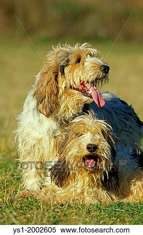 Great Griffon Vendeen Dog. View Large Photo Image Stock Photography - Great Griffon Vendeen Dog.. Fotosearch