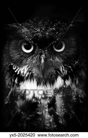 Great Horned Owl (Bubo virginianus). View Large Photo Image Stock Image - Great Horned Owl (Bubo virginianus).. Fotosearch