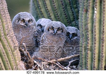 Great Horned Owl (Bubo virginianus). Arizona, USA View Large Photo Image Stock Photo - Great Horned Owl (Bubo virginianus). Arizona, USA. Fotosearch
