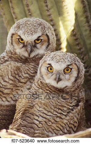 Great Horned Owl Chicks (Bubo virginianus). Arizona. Chick in nest in Saguaro Cactus. A really large owl with ear tufts or? horns?. Eats rodents-birds-reptiles-fish-large insects View Large Photo Image Stock Image - Great Horned Owl Chicks (Bubo virginianus). Arizona. Chick in nest in Saguaro Cactus. A really large owl with ear tufts or? horns?. Eats rodents-birds-reptiles-fish-large insects. Fotosearch
