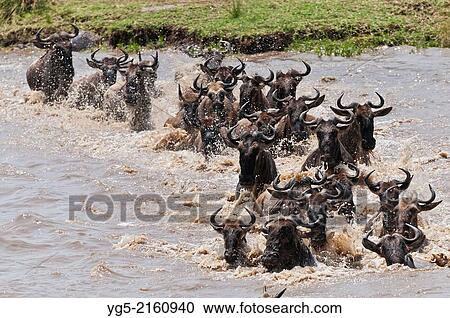 Great Migration, Blue Wildebeest (Connochaetes taurinus), gnus crossing the Mara River, Maasai Mara National Reserve, Rift Valley, Kenya, Africa. View Large Photo Image Stock Image - Great Migration, Blue Wildebeest (Connochaetes taurinus), gnus crossing the Mara River, Maasai Mara National Reserve, Rift Valley, Kenya, Africa.. Fotosearch