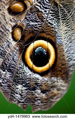 Great Owl Caligo eurilochus, Costa Rica View Large Photo Image Stock Image - Great Owl Caligo eurilochus, Costa Rica. Fotosearch