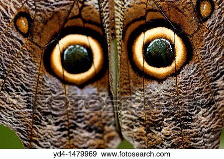 Great Owl Caligo eurilochus, details of its wings, Costa Rica View Large Photo Image Stock Photo - Great Owl Caligo eurilochus, details of its wings, Costa Rica. Fotosearch