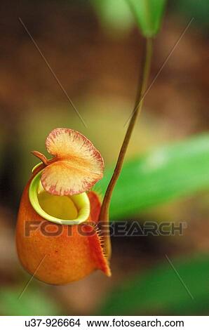 Great Pitcher-Plant (Nepenthes maxima) View Large Photo Image Picture - Great Pitcher-Plant (Nepenthes maxima). Fotosearch