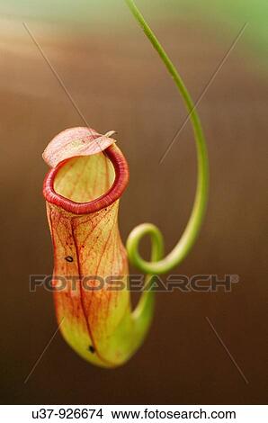 Great Pitcher-Plant (Nepenthes maxima) View Large Photo Image Picture - Great Pitcher-Plant (Nepenthes maxima). Fotosearch