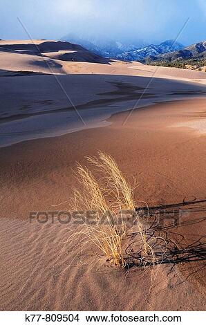 Picture - Great Sand Dunes National Park in winter. Colorado, USA.. Fotosearch