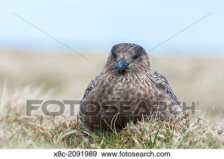 Great Skua or Bonxie (Stercorarius Skua), Hermaness Bird reserve, Unst. Europe, Great Britain, Scotland, Northern Isles, Shetland, May. View Large Photo Image Stock Photo - Great Skua or Bonxie (Stercorarius Skua), Hermaness Bird reserve, Unst. Europe, Great Britain, Scotland, Northern Isles, Shetland, May.. Fotosearch
