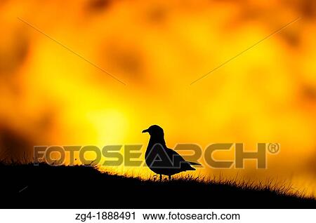 Stock Image - Great Skua, Stercorarius skua, at midsummer sunset, Unst, Shetland Islands, Scotland, UK. Fotosearch