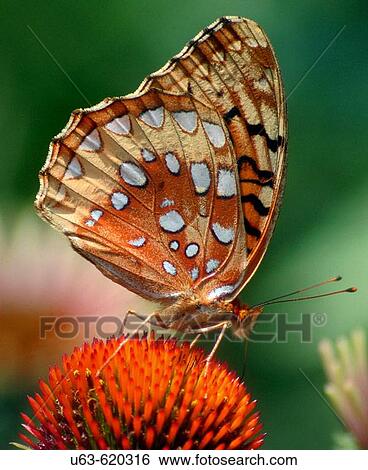 Great spangled fritillary (Speyeria Cybele) on cone flower. Matthaei Botanical Garden. Ann Arbor. Michigan, USA. View Large Photo Image Stock Photograph - Great spangled fritillary (Speyeria Cybele) on cone flower. Matthaei Botanical Garden. Ann Arbor. Michigan, USA.. Fotosearch