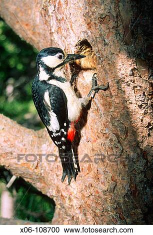 Stock Image - Great Spotted Woodpecker (Dendrocopos major). Female entering at its nest. Fotosearch
