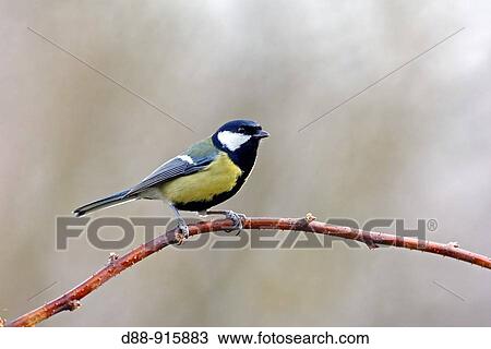 Great Tit (Parus major). France. View Large Photo Image Stock Image - Great Tit (Parus major). France.. Fotosearch