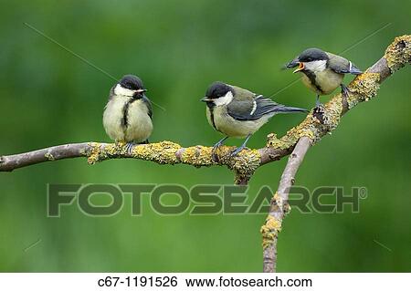 Stock Photograph - Great tit Parus major Juveniles waiting for parent bird to feed them. Fotosearch