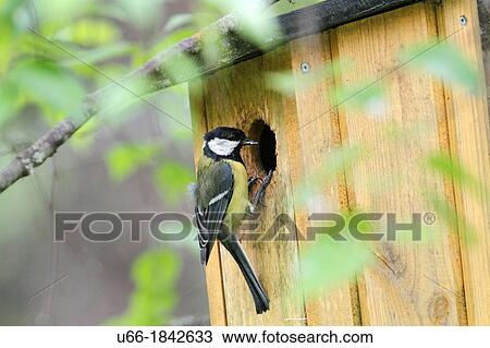 Great tit Parus major Katrineholm Sweden. View Large Photo Image Stock Image - Great tit Parus major Katrineholm Sweden.. Fotosearch