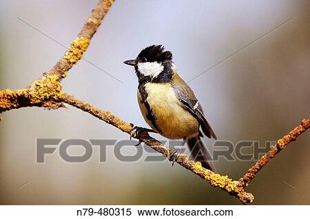 Great Tit (Parus major). La Dehesa Boyal, Puertollano, Ciudad Real, Spain View Large Photo Image Stock Photography - Great Tit (Parus major). La Dehesa Boyal, Puertollano, Ciudad Real, Spain. Fotosearch