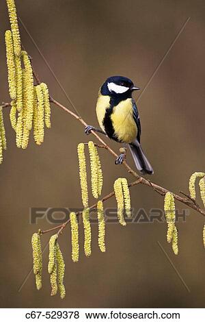 Stock Photo - Great Tit Parus major on Hazel Catkins. Fotosearch
