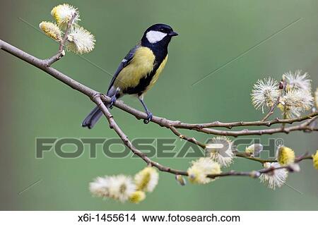 Great Tit Parus major, perched amongst willow tree catkins, Lower Saxony, Germany View Large Photo Image Picture - Great Tit Parus major, perched amongst willow tree catkins, Lower Saxony, Germany. Fotosearch