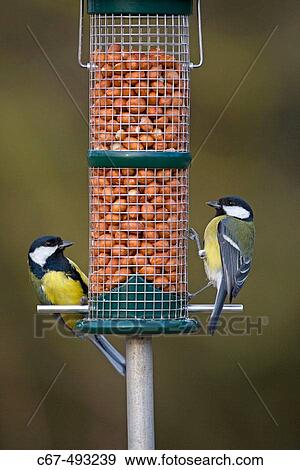 Great Tit (Parus major). View Large Photo Image Stock Photo - Great Tit (Parus major).. Fotosearch