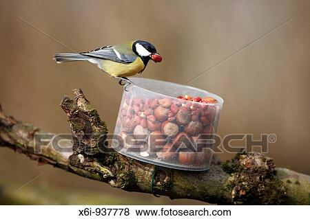 Stock Photo - Great Tit Parus major - taking peanuts from Red Squirrel feeder in garden. Fotosearch