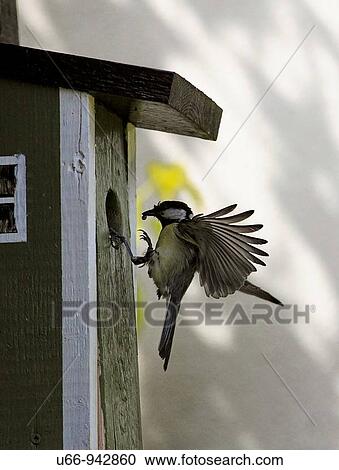 Stock Image - Great Tit, Sweden. Fotosearch