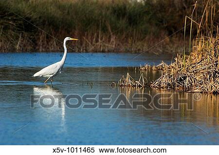 Stock Photography - Great White Egret (Egretta alba) in marshes of the Guadalquivir. Doana Natural Park. Andalusia. Spain.. Fotosearch