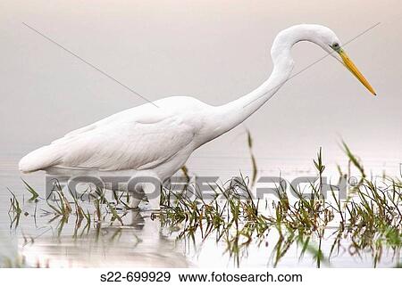 Great White Egret (Egretta alba). La Albufera Natural Park, Valencia, Comunidad Valenciana, Spain View Large Photo Image Stock Photo - Great White Egret (Egretta alba). La Albufera Natural Park, Valencia, Comunidad Valenciana, Spain. Fotosearch