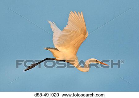 Stock Image - Great White Egret (Egretta alba). Venezuela.. Fotosearch