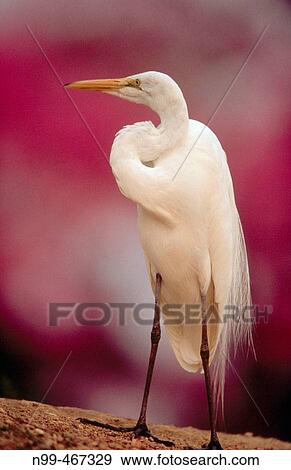 Great white egret (Egretta alba) standing on a river bank. Rose trumpet tree in the background. Pantanal near Pocone. Pantanal. Mato Grosso. Brazil. View Large Photo Image Stock Photo - Great white egret (Egretta alba) standing on a river bank. Rose trumpet tree in the background. Pantanal near Pocone. Pantanal. Mato Grosso. Brazil.. Fotosearch