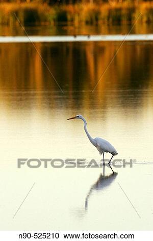 Great white egret. View Large Photo Image Stock Image - Great white egret.. Fotosearch