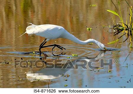 Great White Heron at the Circle B Bar Reserve Environmental Nature Center Lakeland Florida Polk County U S View Large Photo Image Stock Photograph - Great White Heron at the Circle B Bar Reserve Environmental Nature Center Lakeland Florida Polk County U S. Fotosearch